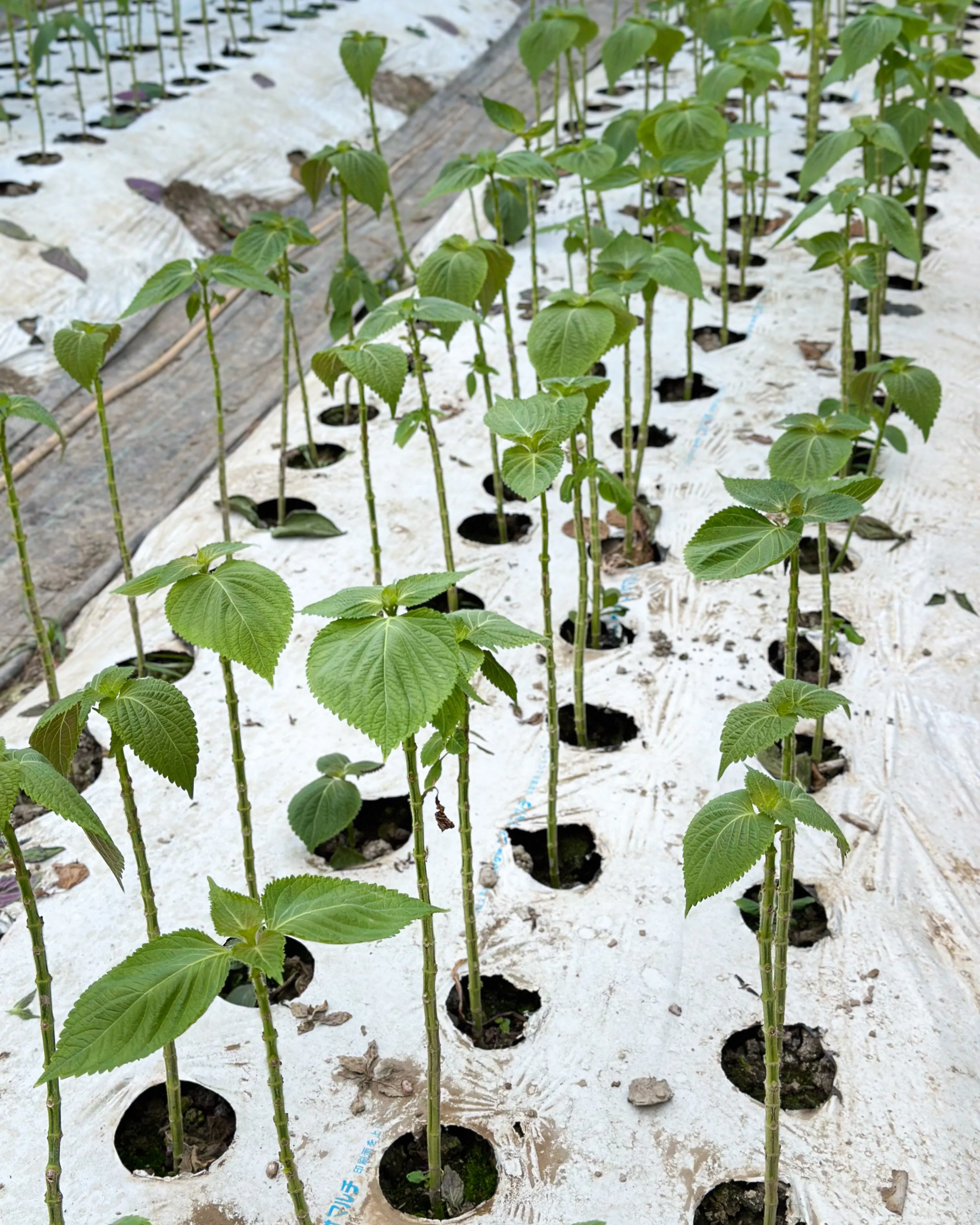🍃アレンモクのエゴマの葉キムチは、沖縄県産の無農薬エゴマの葉...