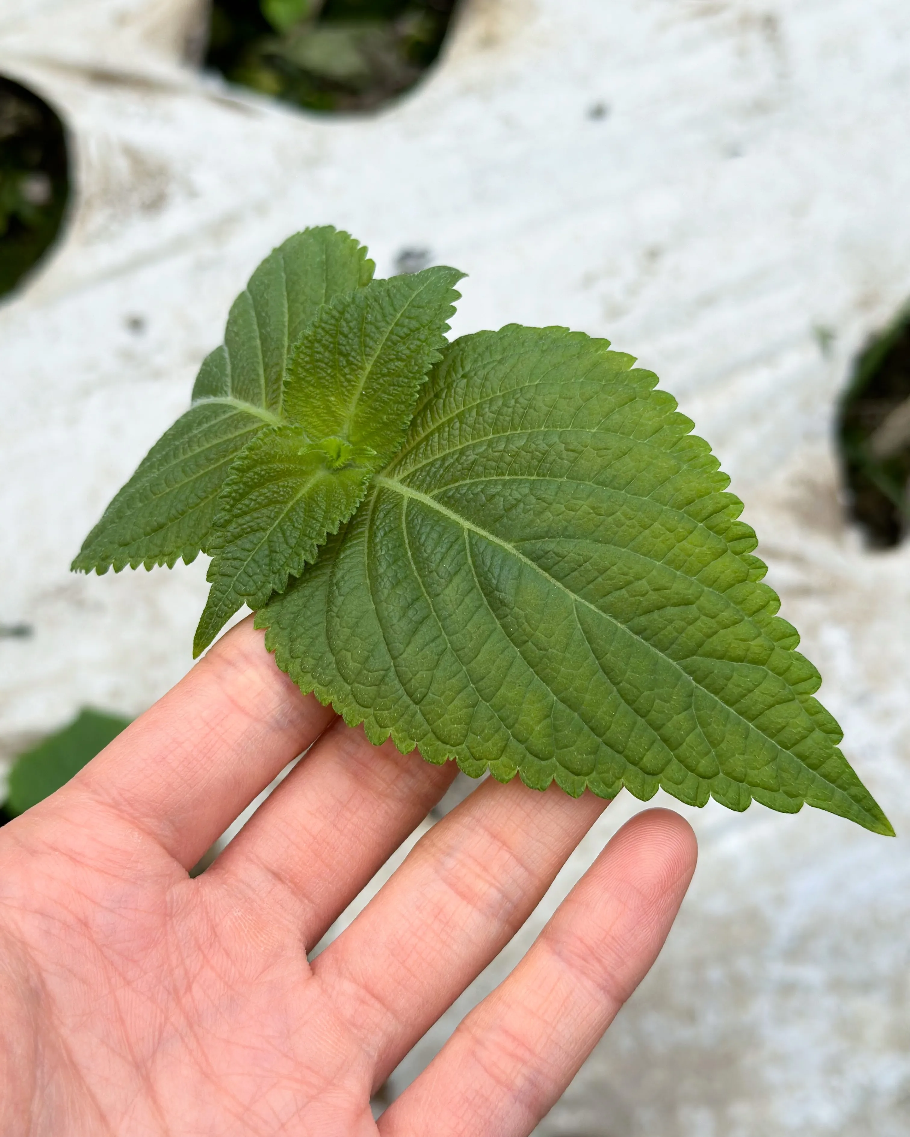 🍃アレンモクのエゴマの葉キムチは、沖縄県産の無農薬エゴマの葉...