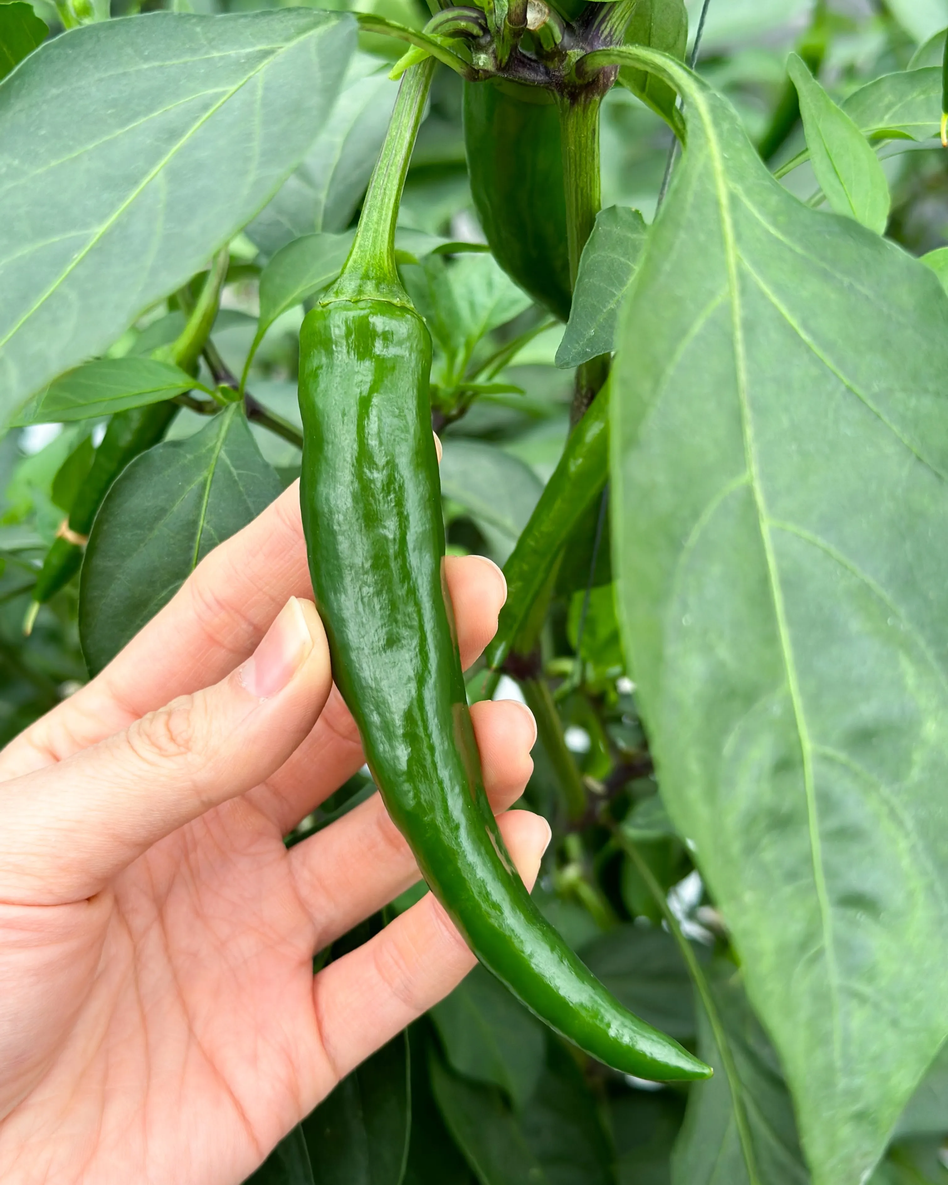 🍃アレンモクのエゴマの葉キムチは、沖縄県産の無農薬エゴマの葉...