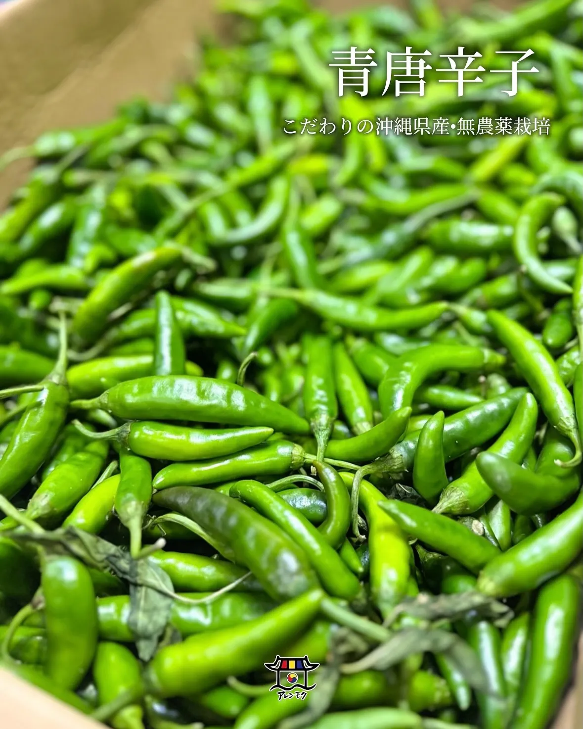 🌶️ 今が旬の、沖縄県産青唐辛子