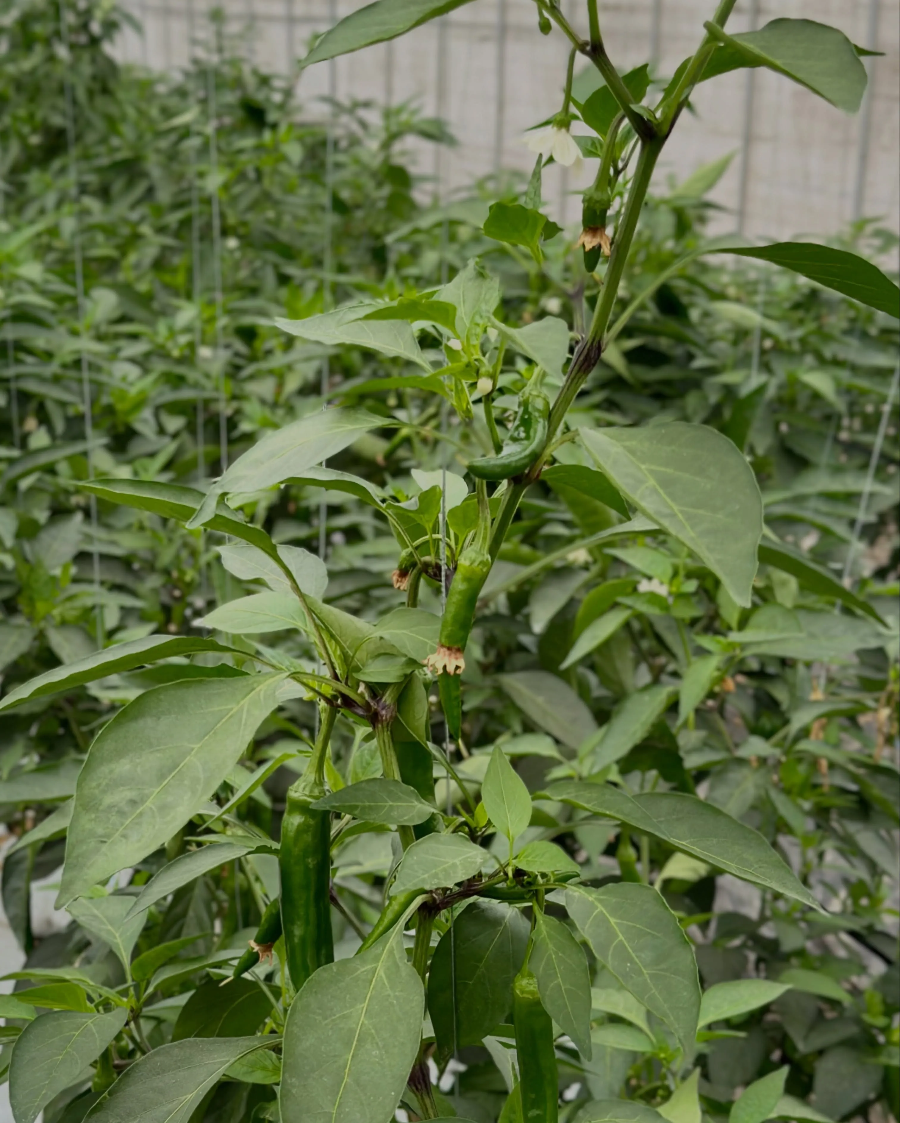 🌶️ 今が旬の、沖縄県産青唐辛子