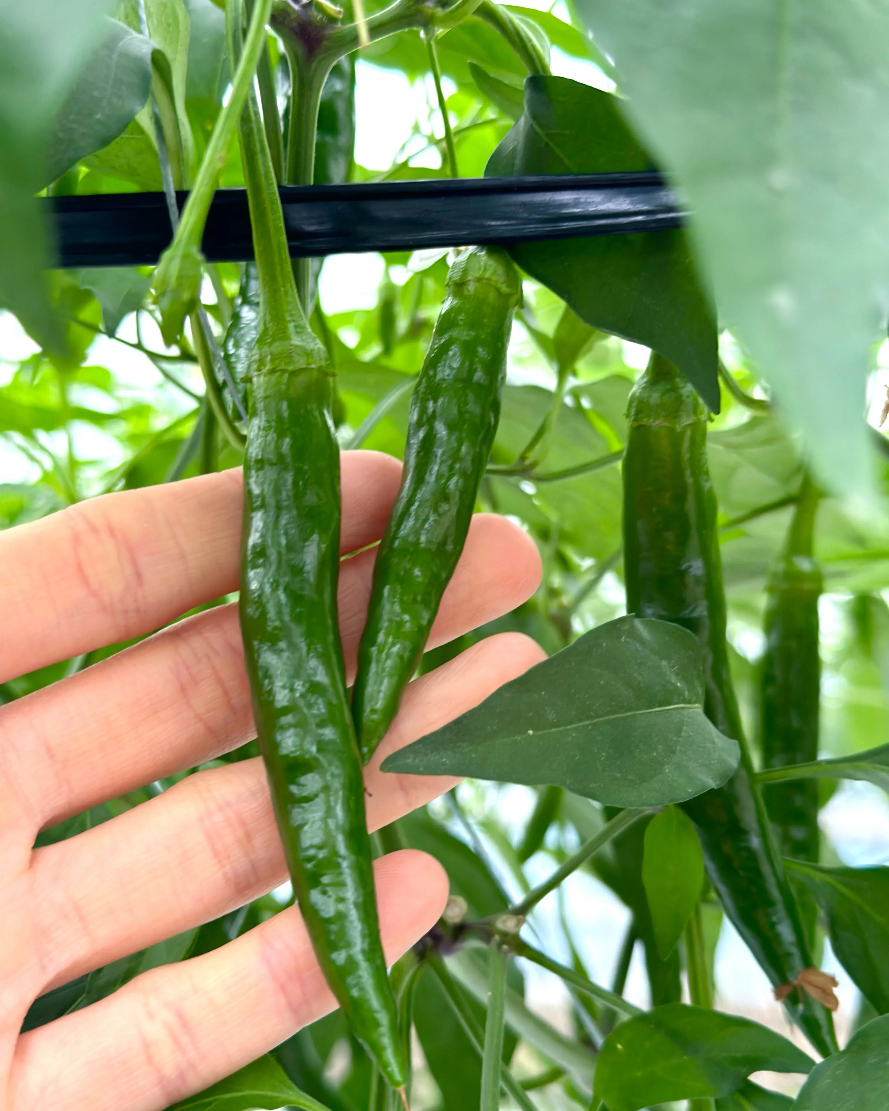 🌶️ 今が旬の、沖縄県産青唐辛子