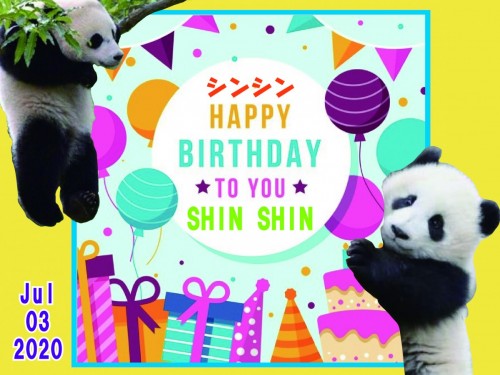 シンシン誕生日-01
